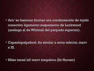 • Ant/ se fusionan forman una condensación de tejidoAnt/ se fusionan forman una condensación de tejido
conectivo ligamento suspensorio de Lockwoodconectivo ligamento suspensorio de Lockwood
(análogo al de Whitnall del párpado superior).(análogo al de Whitnall del párpado superior).
• Capsulopalpebral: Ax similar a recto inferior, inervCapsulopalpebral: Ax similar a recto inferior, inerv
x III.x III.
• Músc tarsal inf: inerv simpática (Sx Horner)Músc tarsal inf: inerv simpática (Sx Horner)
 
