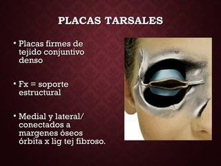 PLACAS TARSALESPLACAS TARSALES
• Placas firmes dePlacas firmes de
tejido conjuntivotejido conjuntivo
densodenso
• Fx = soporteFx = soporte
estructuralestructural
• Medial y lateral/Medial y lateral/
conectados aconectados a
margenes óseosmargenes óseos
órbita x lig tej fibroso.órbita x lig tej fibroso.
 