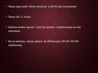 • Tarso sup mide 10mm vertical/ y 28-30 mm horizontal/Tarso sup mide 10mm vertical/ y 28-30 mm horizontal/
• Tarso inf. 3- 5 mmTarso inf. 3- 5 mm
• Ambos miden aprox/ 1mm de grosor y disminuyen en losAmbos miden aprox/ 1mm de grosor y disminuyen en los
extremosextremos
• En su interior, alojan glánd. de Meibomio (30-40/ 20-30)En su interior, alojan glánd. de Meibomio (30-40/ 20-30)
(sebáceas)(sebáceas)
 