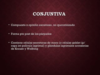 CONJUNTIVACONJUNTIVA
• Compuesta x epitelio escamoso, no queratinizadoCompuesta x epitelio escamoso, no queratinizado
• Forma pte post de los párpadosForma pte post de los párpados
• Contiene células secretoras de moco (o células goblet (p/Contiene células secretoras de moco (o células goblet (p/
capa int película lagrimal) y glándulas lagrimales accesoriascapa int película lagrimal) y glándulas lagrimales accesorias
de Krause y Wolfringde Krause y Wolfring
 