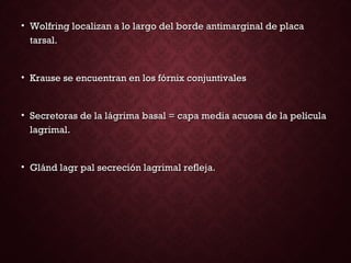 • Wolfring localizan a lo largo del borde antimarginal de placaWolfring localizan a lo largo del borde antimarginal de placa
tarsal.tarsal.
• Krause se encuentran en los fórnix conjuntivalesKrause se encuentran en los fórnix conjuntivales
• Secretoras de la lágrima basal = capa media acuosa de la películaSecretoras de la lágrima basal = capa media acuosa de la película
lagrimal.lagrimal.
• Glánd lagr pal secreción lagrimal refleja.Glánd lagr pal secreción lagrimal refleja.
 