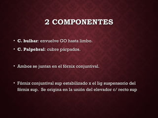 2 COMPONENTES2 COMPONENTES
• C. bulbarC. bulbar: envuelve GO hasta limbo.: envuelve GO hasta limbo.
• C. PalpebralC. Palpebral: cubre párpados.: cubre párpados.
• Ambos se juntan en el fórnix conjuntival.Ambos se juntan en el fórnix conjuntival.
• Fórnix conjuntival sup estabilizado x el lig suspensorio delFórnix conjuntival sup estabilizado x el lig suspensorio del
fórnix sup. Se origina en la unión del elevador c/ recto supfórnix sup. Se origina en la unión del elevador c/ recto sup
 