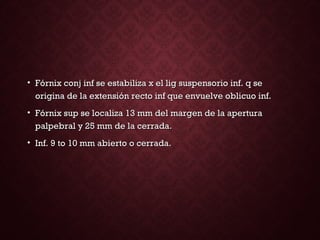 • Fórnix conj inf se estabiliza x el lig suspensorio inf. q seFórnix conj inf se estabiliza x el lig suspensorio inf. q se
origina de la extensión recto inf que envuelve oblicuo inf.origina de la extensión recto inf que envuelve oblicuo inf.
• Fórnix sup se localiza 13 mm del margen de la aperturaFórnix sup se localiza 13 mm del margen de la apertura
palpebral y 25 mm de la cerrada.palpebral y 25 mm de la cerrada.
• Inf. 9 to 10 mm abierto o cerrada.Inf. 9 to 10 mm abierto o cerrada.
 