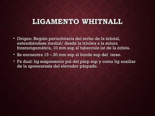 LIGAMENTO WHITNALLLIGAMENTO WHITNALL
• Origen: Región periorbitaria del techo de la órbital,Origen: Región periorbitaria del techo de la órbital,
extendiéndose medial/ desde la tróclea a la suturaextendiéndose medial/ desde la tróclea a la sutura
frontocigomática, 10 mm sup al tuberculo lat de la órbita.frontocigomática, 10 mm sup al tuberculo lat de la órbita.
• Se encuentra 15 – 20 mm sup al borde sup del tarso.Se encuentra 15 – 20 mm sup al borde sup del tarso.
• Fx dual: lig suspensorio pal del párp sup y como lig auxiliarFx dual: lig suspensorio pal del párp sup y como lig auxiliar
de la aponeurosis del elevador párpado.de la aponeurosis del elevador párpado.
 
