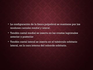 • La configuración de la fisura palpebral se mantiene por losLa configuración de la fisura palpebral se mantiene por los
tendones cantales medial y lateraltendones cantales medial y lateral..
• Tendón cantal medial se inserta en las crestas lagrimalesTendón cantal medial se inserta en las crestas lagrimales
anterior y posterioranterior y posterior
• Tendón cantal lateral se inserta en el tubérculo orbitarioTendón cantal lateral se inserta en el tubérculo orbitario
lateral, en la cara interna del reborde orbitario.lateral, en la cara interna del reborde orbitario.
 