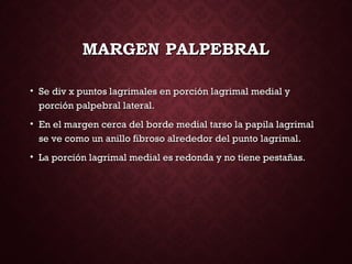 MARGEN PALPEBRALMARGEN PALPEBRAL
• Se div x puntos lagrimales en porción lagrimal medial ySe div x puntos lagrimales en porción lagrimal medial y
porción palpebral lateral.porción palpebral lateral.
• En el margen cerca del borde medial tarso la papila lagrimalEn el margen cerca del borde medial tarso la papila lagrimal
se ve como un anillo fibroso alrededor del punto lagrimal.se ve como un anillo fibroso alrededor del punto lagrimal.
• La porción lagrimal medial es redonda y no tiene pestañas.La porción lagrimal medial es redonda y no tiene pestañas.
 