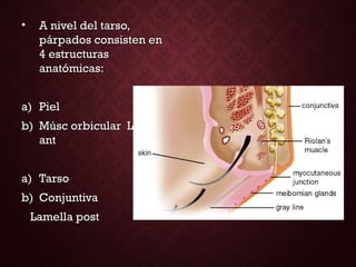 • A nivel del tarso,A nivel del tarso,
párpados consisten enpárpados consisten en
4 estructuras4 estructuras
anatómicas:anatómicas:
a)a) PielPiel
b)b) Músc orbicular LamellaMúsc orbicular Lamella
antant
a)a) TarsoTarso
b)b) ConjuntivaConjuntiva
Lamella postLamella post
 