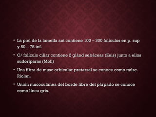 • La piel de la lamella ant contiene 100 – 300 folículos en p. supLa piel de la lamella ant contiene 100 – 300 folículos en p. sup
y 50 – 75 inf.y 50 – 75 inf.
• C/ folículo ciliar contiene 2 glánd sebáceas (Zeis) junto a ellosC/ folículo ciliar contiene 2 glánd sebáceas (Zeis) junto a ellos
sudoríparas (Moll)sudoríparas (Moll)
• Una fibra de musc orbicular pretarsal se conoce como músc.Una fibra de musc orbicular pretarsal se conoce como músc.
Riolan.Riolan.
• Unión mucocutánea del borde libre del párpado se conoceUnión mucocutánea del borde libre del párpado se conoce
como línea gris.como línea gris.
 