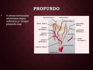 PROFUNDOPROFUNDO
• 4 ramas terminales4 ramas terminales
atraviesan septoatraviesan septo
orbitario p/ irrigarorbitario p/ irrigar
párpado sup:párpado sup:
 