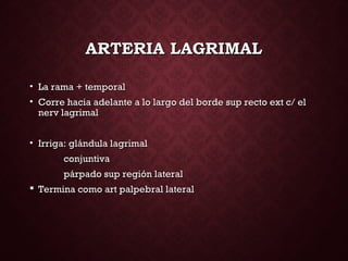 ARTERIA LAGRIMALARTERIA LAGRIMAL
• La rama + temporalLa rama + temporal
• Corre hacia adelante a lo largo del borde sup recto ext c/ elCorre hacia adelante a lo largo del borde sup recto ext c/ el
nerv lagrimalnerv lagrimal
• Irriga: glándula lagrimalIrriga: glándula lagrimal
conjuntivaconjuntiva
párpado sup región lateralpárpado sup región lateral
 Termina como art palpebral lateralTermina como art palpebral lateral
 