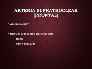 ARTERIA SUPRATROCLEARARTERIA SUPRATROCLEAR
(FRONTAL)(FRONTAL)
• Acompaña nervAcompaña nerv
• Irriga: piel de región órbita superiorIrriga: piel de región órbita superior
frentefrente
cuero cabelludocuero cabelludo
 