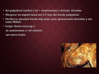 • Art palpebral medial y lat = anastomosan y forman: ArcadasArt palpebral medial y lat = anastomosan y forman: Arcadas
• Marginal:Marginal: en superf tarsal ant 2-3 mm del borde palpebral.en superf tarsal ant 2-3 mm del borde palpebral.
• Periférica:Periférica: paralela borde sup tarso, post aponeurosis elevador y antparalela borde sup tarso, post aponeurosis elevador y ant
músc Müller.músc Müller.
• Irriga: fórnix conj sup yIrriga: fórnix conj sup y
se anatomosan c/ art ciliaresse anatomosan c/ art ciliares
ant cerca limboant cerca limbo
 
