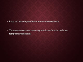 • Párp inf: arcada periférica menos desarrollada.Párp inf: arcada periférica menos desarrollada.
• Tb anastomosis con rama cigomático-orbitaria de la artTb anastomosis con rama cigomático-orbitaria de la art
temporal superficial.temporal superficial.
 