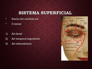 SISTEMA SUPERFICIALSISTEMA SUPERFICIAL
• Deriva Art carótida extDeriva Art carótida ext
• 3 ramas:3 ramas:
1)1) Art facialArt facial
2)2) Art temporal superficialArt temporal superficial
3)3) Art infraorbitariaArt infraorbitaria
 