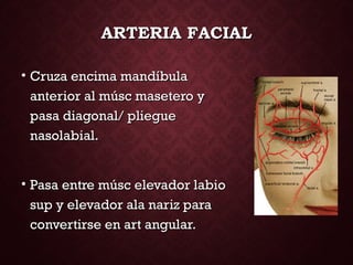 ARTERIA FACIALARTERIA FACIAL
• Cruza encima mandíbulaCruza encima mandíbula
anterior al músc masetero yanterior al músc masetero y
pasa diagonal/ plieguepasa diagonal/ pliegue
nasolabial.nasolabial.
• Pasa entre músc elevador labioPasa entre músc elevador labio
sup y elevador ala nariz parasup y elevador ala nariz para
convertirse en art angular.convertirse en art angular.
 