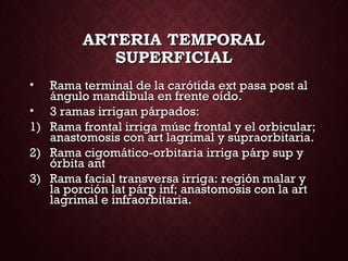 ARTERIA TEMPORALARTERIA TEMPORAL
SUPERFICIALSUPERFICIAL
• Rama terminal de la carótida ext pasa post alRama terminal de la carótida ext pasa post al
ángulo mandíbula en frente oído.ángulo mandíbula en frente oído.
• 3 ramas irrigan párpados:3 ramas irrigan párpados:
1)1) Rama frontal irriga músc frontal y el orbicular;Rama frontal irriga músc frontal y el orbicular;
anastomosis con art lagrimal y supraorbitaria.anastomosis con art lagrimal y supraorbitaria.
2)2) Rama cigomático-orbitaria irriga párp sup yRama cigomático-orbitaria irriga párp sup y
órbita antórbita ant
3)3) Rama facial transversa irriga: región malar yRama facial transversa irriga: región malar y
la porción lat párp inf; anastomosis con la artla porción lat párp inf; anastomosis con la art
lagrimal e infraorbitaria.lagrimal e infraorbitaria.
 