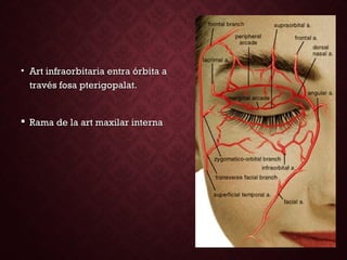 • Art infraorbitaria entra órbita aArt infraorbitaria entra órbita a
través fosa pterigopalat.través fosa pterigopalat.
 Rama de la art maxilar internaRama de la art maxilar interna
 
