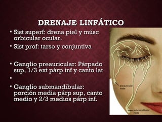 DRENAJE LINFÁTICODRENAJE LINFÁTICO
• Sist superf: drena piel y múscSist superf: drena piel y músc
orbicular ocular.orbicular ocular.
• Sist prof: tarso y conjuntivaSist prof: tarso y conjuntiva
• Ganglio preauricular: PárpadoGanglio preauricular: Párpado
sup, 1/3 ext párp inf y canto latsup, 1/3 ext párp inf y canto lat
•
• Ganglio submandibular:Ganglio submandibular:
porción media párp sup, cantoporción media párp sup, canto
medio y 2/3 medios párp inf.medio y 2/3 medios párp inf.
 