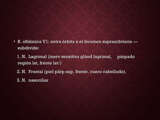 • R. oftálmica V1: entra órbita x el foramen supraorbitario ---R. oftálmica V1: entra órbita x el foramen supraorbitario ---
subdivide:subdivide:
1. N. Lagrimal (inerv sensitiva glánd lagrimal, párpado1. N. Lagrimal (inerv sensitiva glánd lagrimal, párpado
región lat, frente lat/)región lat, frente lat/)
2. N. Frontal (piel párp sup, frente, cuero cabelludo).2. N. Frontal (piel párp sup, frente, cuero cabelludo).
3. N. nasociliar3. N. nasociliar
 