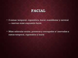 FACIALFACIAL
• 5 ramas: temporal, cigomática, bucal, mandibular y cervical5 ramas: temporal, cigomática, bucal, mandibular y cervical
--- inervan músc expresión facial.--- inervan músc expresión facial.
• Músc orbicular ocular, procerus y corrugador s/ inervados xMúsc orbicular ocular, procerus y corrugador s/ inervados x
ramas temporal, cigomática y bucalramas temporal, cigomática y bucal
 
