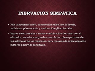 INERVACIÓN SIMPÁTICAINERVACIÓN SIMPÁTICA
• Pdx vasoconstricción, contracción músc liso, hidrosis,Pdx vasoconstricción, contracción músc liso, hidrosis,
midriasis, piloerección y sudoración glánd faciales.midriasis, piloerección y sudoración glánd faciales.
• Inerva músc tarsales a traves combinación de rutas: con elInerva músc tarsales a traves combinación de rutas: con el
elevador, arcadas marginales vasculares, plexo perivasc deelevador, arcadas marginales vasculares, plexo perivasc de
las arteriolas de los músculos, nerv motores de músc oculareslas arteriolas de los músculos, nerv motores de músc oculares
motores o nervios sensitivos.motores o nervios sensitivos.
 