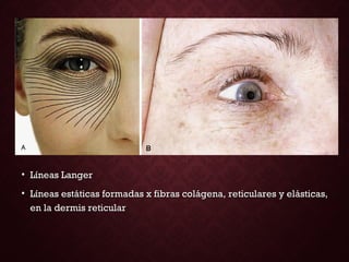 • Líneas LangerLíneas Langer
• Líneas estáticas formadas x fibras colágena, reticulares y elásticas,Líneas estáticas formadas x fibras colágena, reticulares y elásticas,
en la dermis reticularen la dermis reticular
 