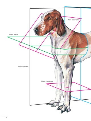 Anatomía del Perro - Protocolos de disección - Servet 3 ed.pdf