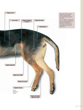 Anatomía del Perro - Protocolos de disección - Servet 3 ed.pdf