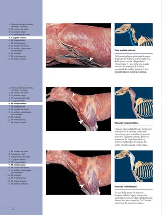 Anatomía del Perro - Protocolos de disección - Servet 3 ed.pdf