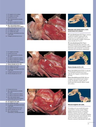 Anatomía del Perro - Protocolos de disección - Servet 3 ed.pdf