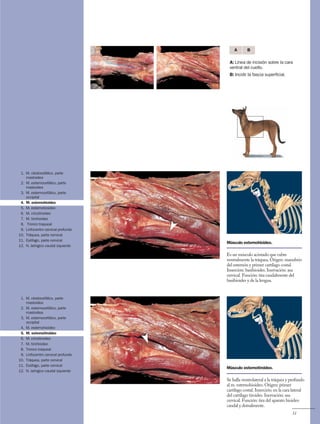 Anatomía del Perro - Protocolos de disección - Servet 3 ed.pdf