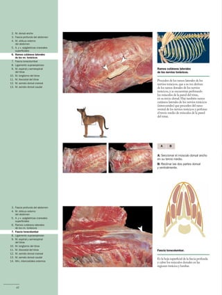 Anatomía del Perro - Protocolos de disección - Servet 3 ed.pdf