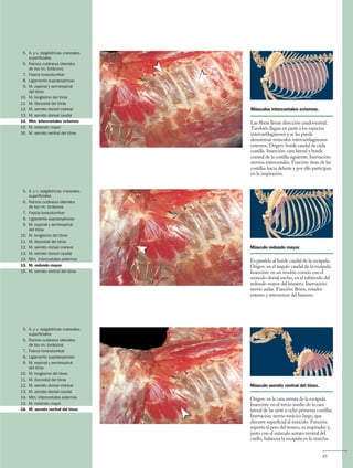 Anatomía del Perro - Protocolos de disección - Servet 3 ed.pdf