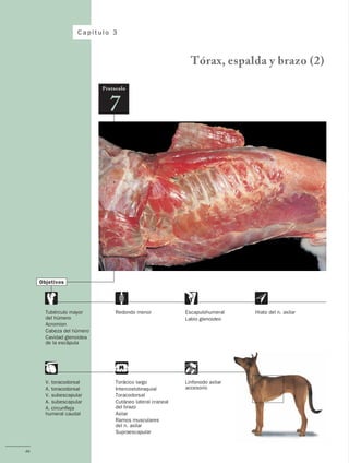 Anatomía del Perro - Protocolos de disección - Servet 3 ed.pdf