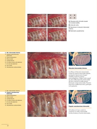 Anatomía del Perro - Protocolos de disección - Servet 3 ed.pdf