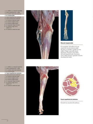 Anatomía del Perro - Protocolos de disección - Servet 3 ed.pdf