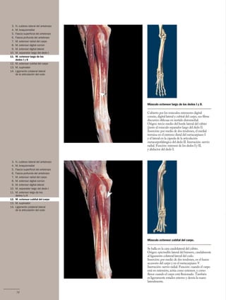 Anatomía del Perro - Protocolos de disección - Servet 3 ed.pdf