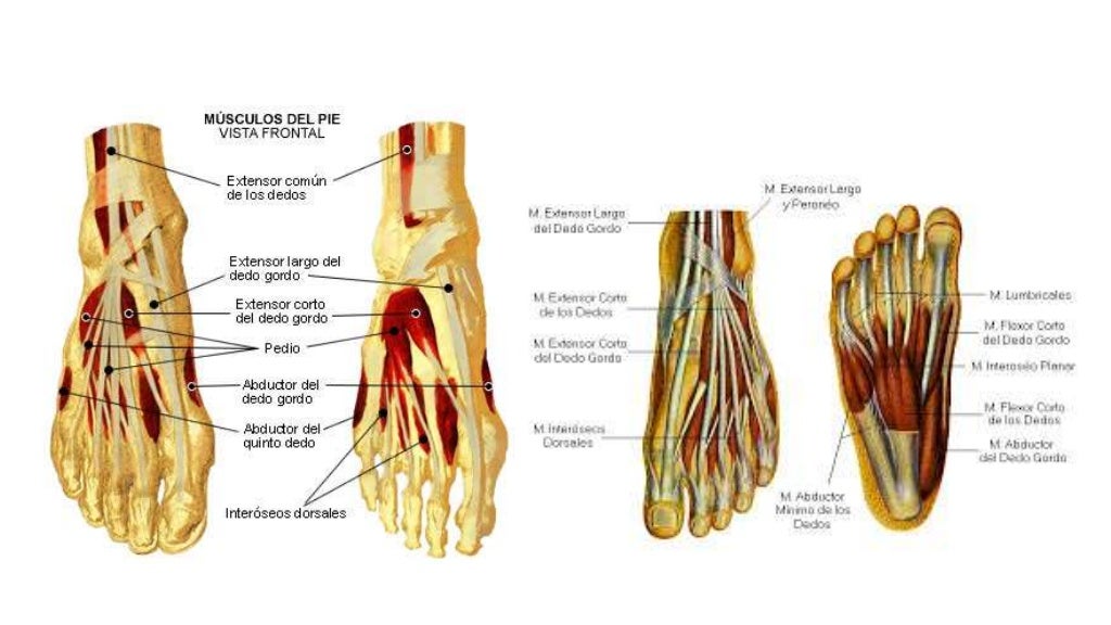 Anatomía del pie (1) Anatomía del pie (1)