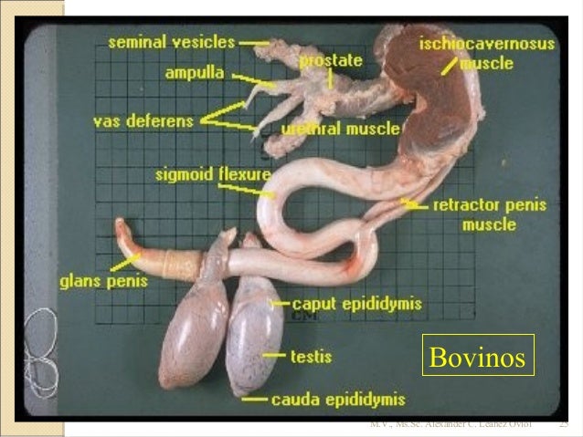 Anatomía del reproductor macho en las diferentes especies