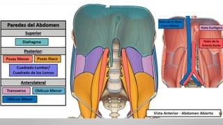 ANATOMÍA DEL RIÑÓN, localización, capas.pptx