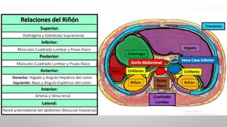 ANATOMÍA DEL RIÑÓN, localización, capas.pptx