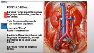 ANATOMÍA DEL RIÑÓN, localización, capas.pptx