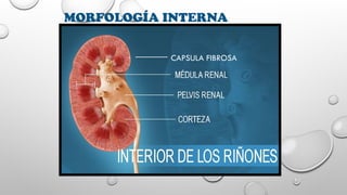 ANATOMÍA DEL RIÑÓN, localización, capas.pptx