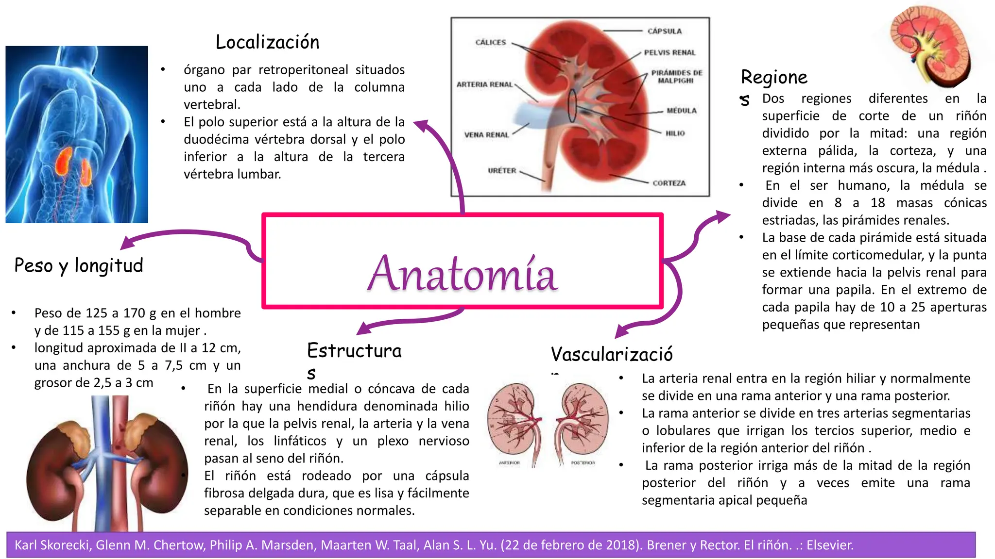Anatomía del riñon. describiendo anatomia | PPTX