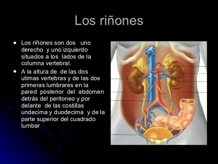 Ubicacion De Los Riñones – Riñón: Estructura del riñón y nefrona ...