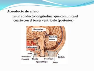 Anatomía del sistema límbico, formación reticular y sistema sensorial