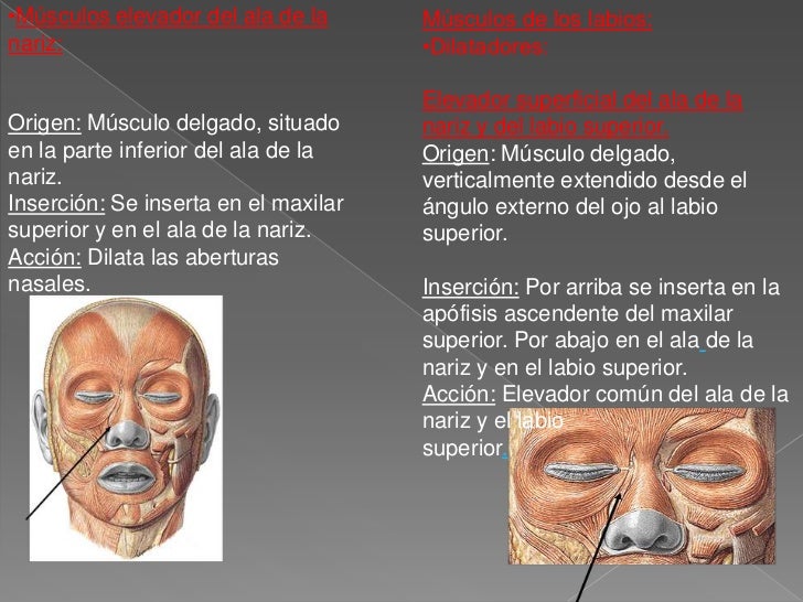 Anatomía del sistema muscular humano