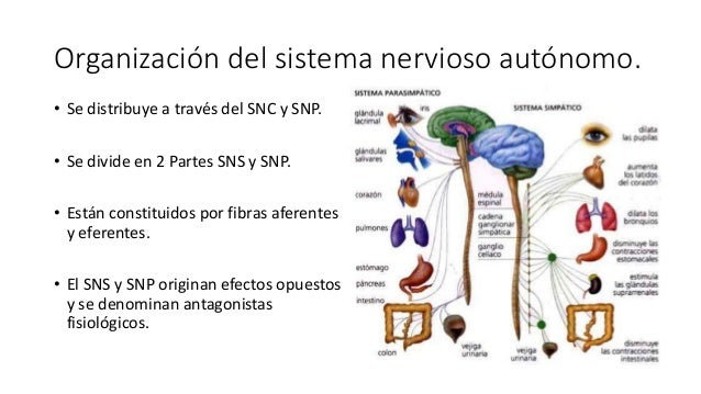 Anatomía del sistema nervioso autonomo simpático