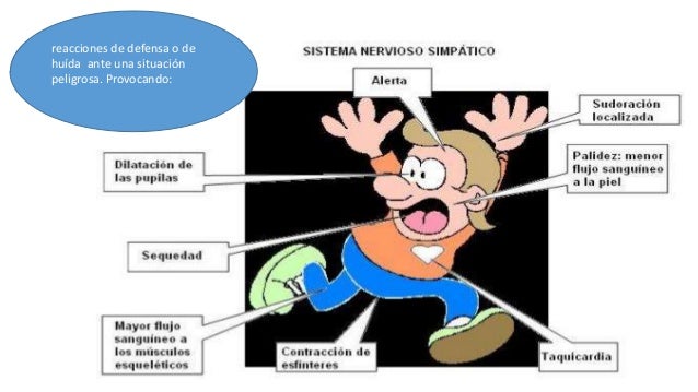 Anatomía del sistema nervioso autonomo simpático