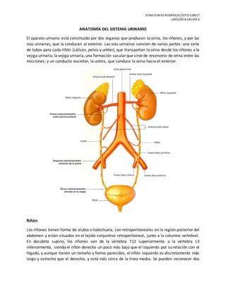 DINA EUNISE RODRÍGUEZSOTO 128617
UROLOGÍA GRUPO A
ANATOMÍA DEL SISTEMA URINARIO
El aparato urinario está constituido por dos órganos que producen la orina, los riñones, y por las
vías urinarias, que la conducen al exterior. Las vías urinarias constan de varias partes: una serie
de tubos para cada riñón (cálices, pelvis y uréter), que transportan la orina desde los riñones a la
vejiga urinaria; la vejiga urinaria, una formación sacular que sirve de reservorio de orina entre las
micciones; y un conducto excretor, la uretra, que conduce la orina hacia el exterior.
Riñón
Los riñones tienen forma de alubia o habichuela, son retroperitoneales en la región posterior del
abdomen y están situados en el tejido conjuntivo retroperitoneal, junto a la columna vertebral.
En decúbito supino, los riñones van de la vértebra T12 superiormente a la vértebra L3
inferiormente, siendo el riñón derecho un poco más bajo que el izquierdo por su relación con el
hígado, y aunque tienen un tamaño y forma parecidos, el riñón izquierdo es discretamente más
largo y estrecho que el derecho, y está más cerca de la línea media. Se pueden reconocer dos
 